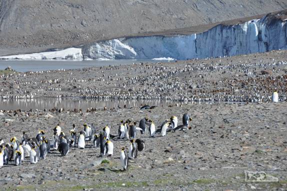 Pinguins rei no pé da geleira de St Andrews Bay, na Geórgia do Sul